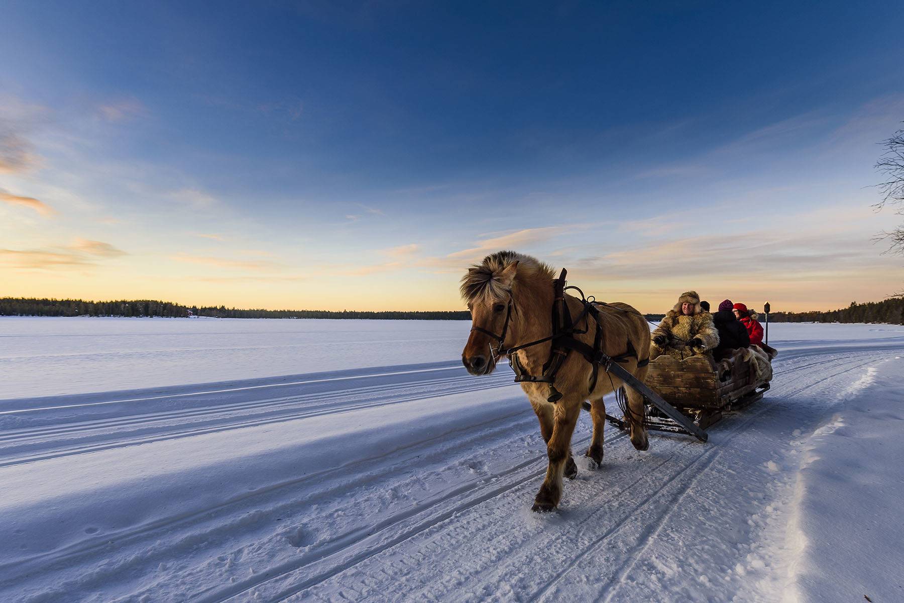 Hest i snødektlandskap